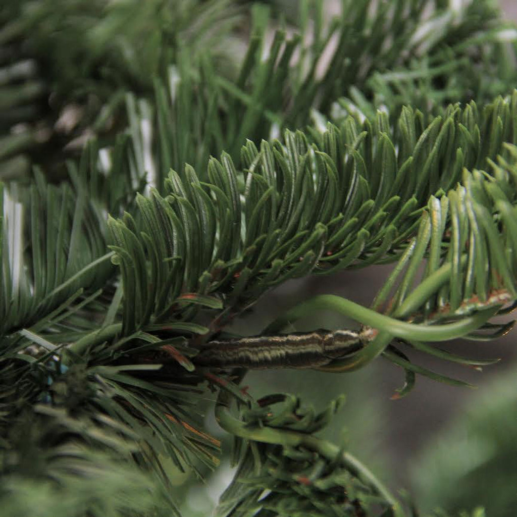 Northlight Real Touch™️ Slim Nordmann Fir Layered Artificial Christmas Tree - 6.5' - Unlit